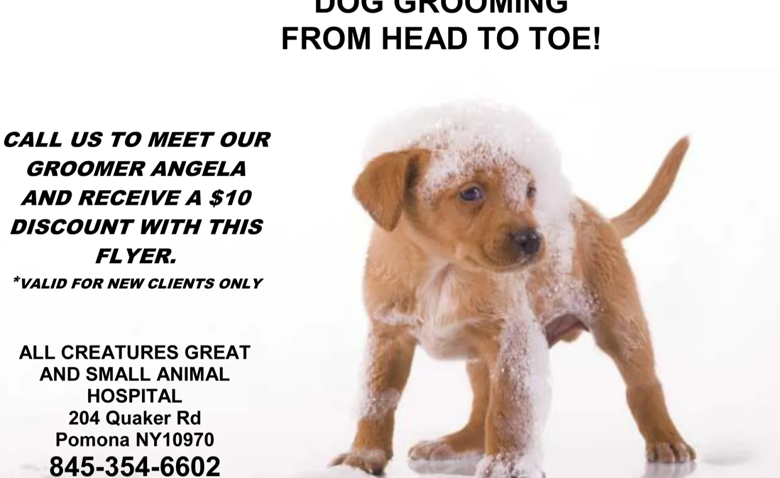 Flyer of dog grooming with a dog covered in soap